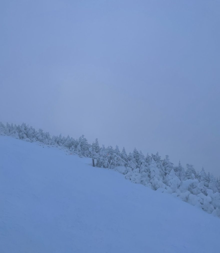 Snow-covered trees and slope under a pale blue sky