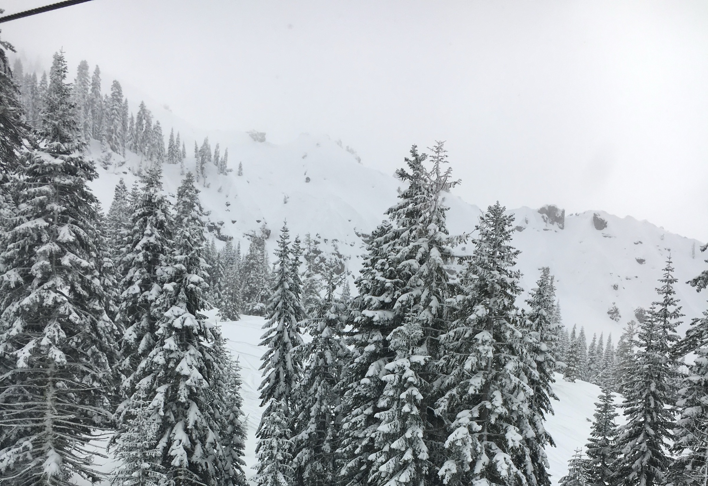 Snow-covered trees and ridge at Sugar Bowl